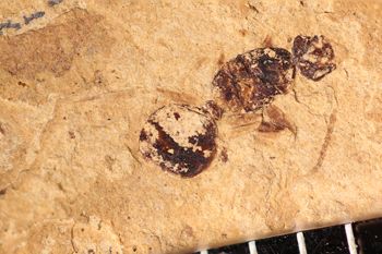 Media type: image;   Entomology PALE-14042